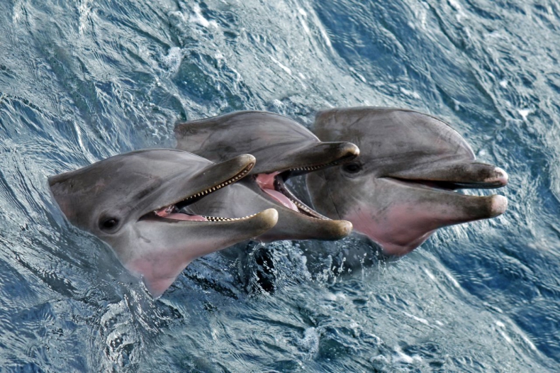 Agresywny delfin pogryzł dwie osoby przy plaży; to kolejny taki atak w tym miejscu - GospodarkaMorska.pl