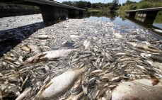 Zatrucie Odry - najnowsze informacje 