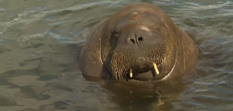 Norweskie władze rozważają uśmiercenie morsa z powodu zainteresowania gapiów - GospodarkaMorska.pl