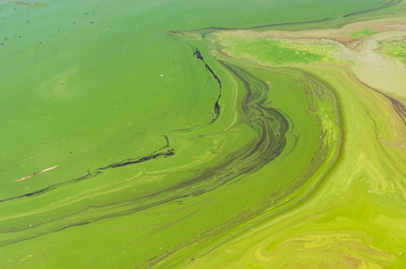 Sinice na jedenastu kąpieliskach w Zatoce Gdańskiej - GospodarkaMorska.pl