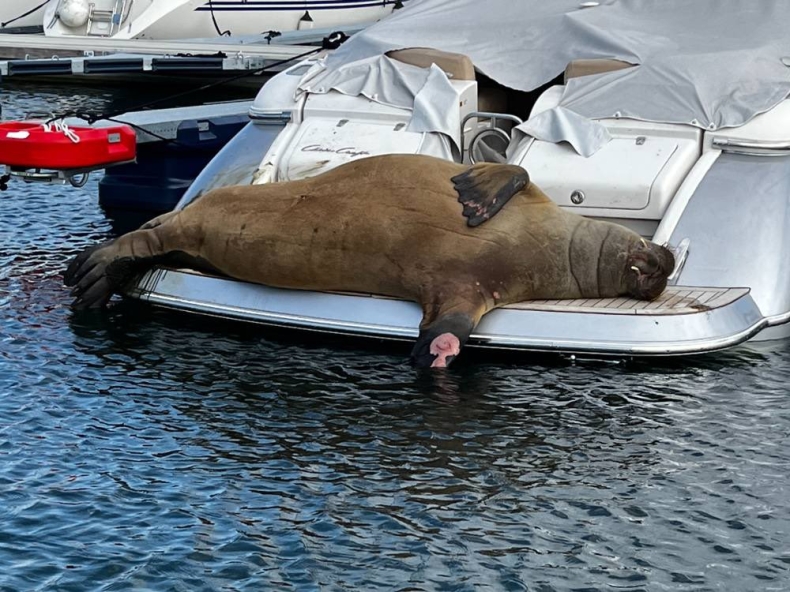 Norwedzy uśmiercili morsa... z powodu zainteresowania gapiów - GospodarkaMorska.pl
