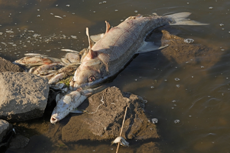 "Rzeczpospolita": Śledztwo nad Odrą - GospodarkaMorska.pl