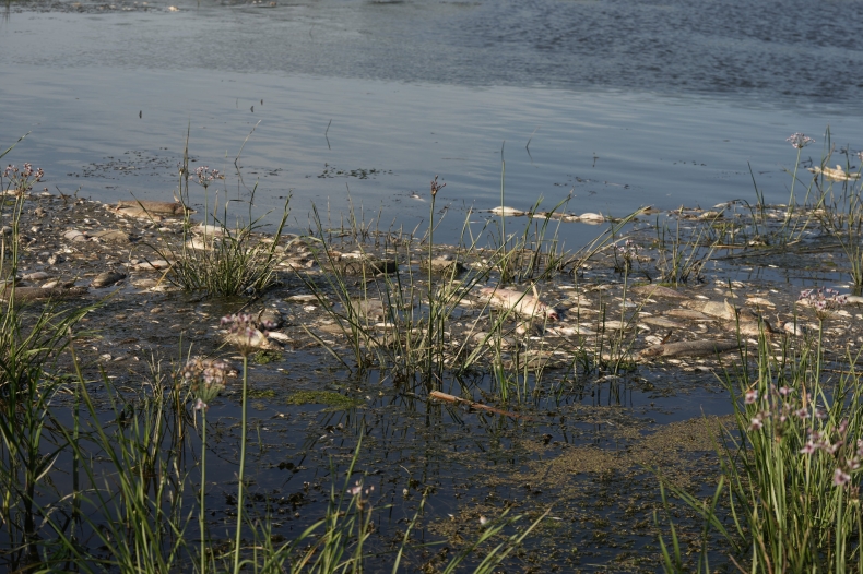 Zanieczyszczenie Odry - przesłuchano 228 świadków - GospodarkaMorska.pl