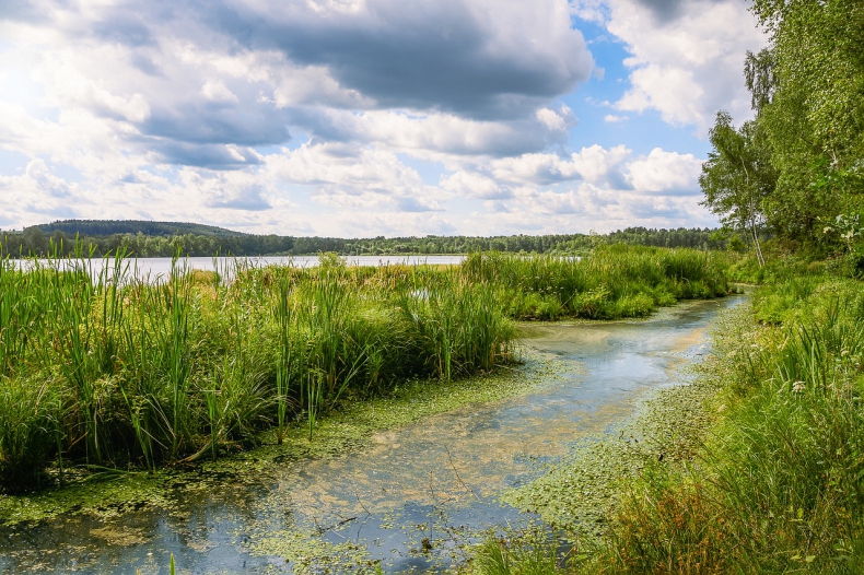 Niemieckie media: toksyczne algi mogły przyczynić się do wyginięcia ryb w Odrze - GospodarkaMorska.pl