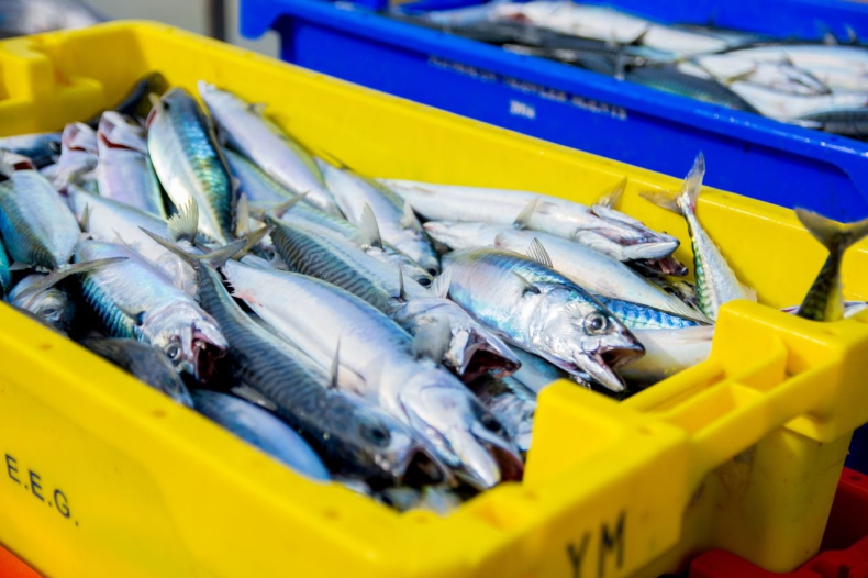 Norwegia – rekordowy eksport ryb. Polska wiodącym importerem, ale nie konsumentem - GospodarkaMorska.pl