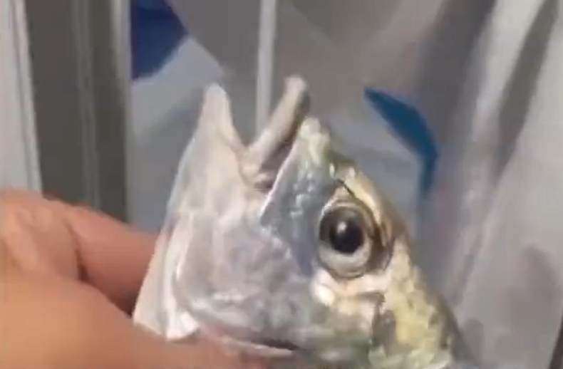 Chińskie władze badają złowione ryby i owoce morza pod kątem koronawirusa - GospodarkaMorska.pl