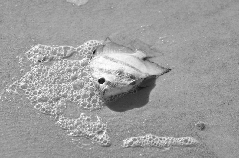 Dolnośląskie. Straż pożarna patroluje Odrę; coraz mniej śniętych ryb - GospodarkaMorska.pl