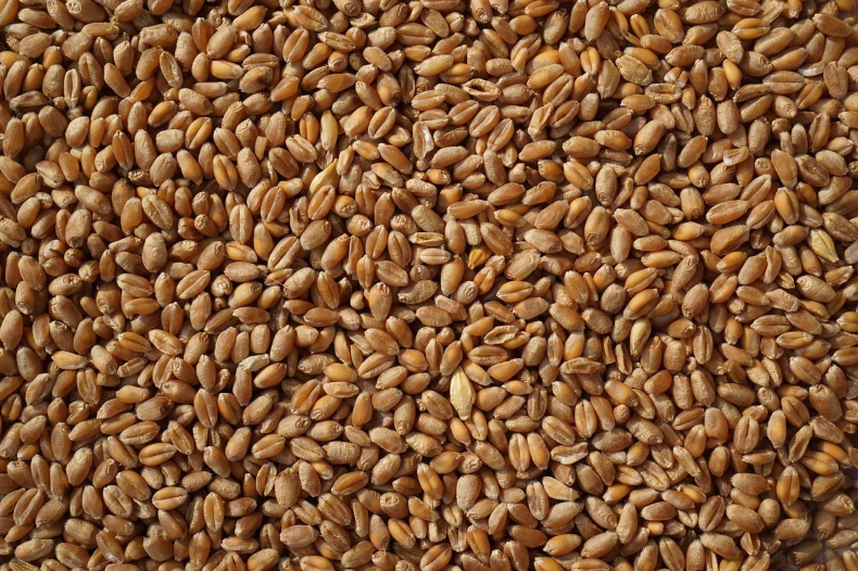 USA kupią 150 tys. ton ukraińskiej pszenicy dla Światowego Programu Żywnościowego - GospodarkaMorska.pl