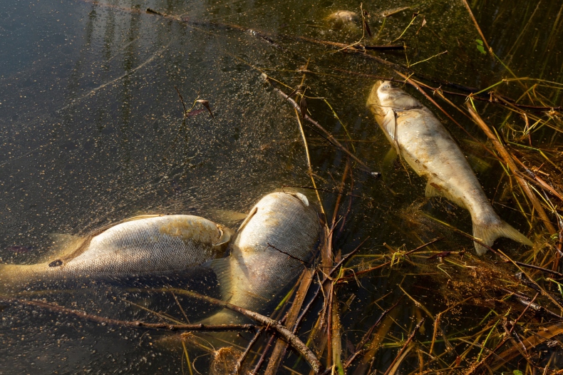 Zachodniopomorskie. Blisko 95 ton martwych ryb trafiło do utylizacji - GospodarkaMorska.pl