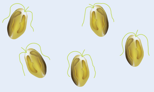 Prof. Mazur-Marzec: w próbkach z Odry są prymnesiny - toksyny tzw. złotych alg - GospodarkaMorska.pl