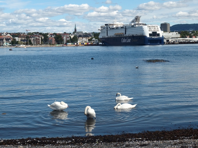 W fiordzie Oslo zakwitają algi, winne oczyszczalnie ścieków - GospodarkaMorska.pl