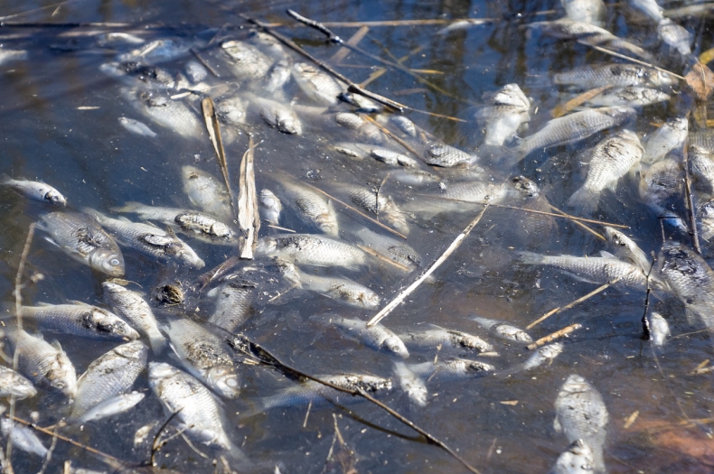 Niemiecki resort środowiska odpowiada stronie polskiej: nikt nie twierdził, że pestycydy to jedyna przyczyna wymierania ryb w Odrze - GospodarkaMorska.pl