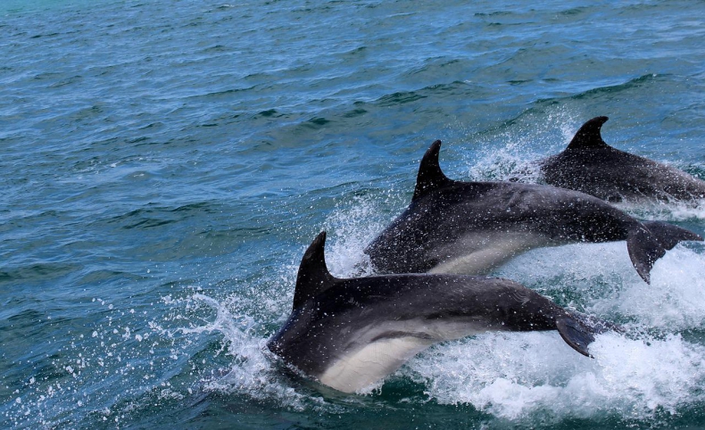 Naukowiec: ponad 5 tys. delfinów zginęło w Morzu Czarnym od początku rosyjskiej inwazji na Ukrainę - GospodarkaMorska.pl