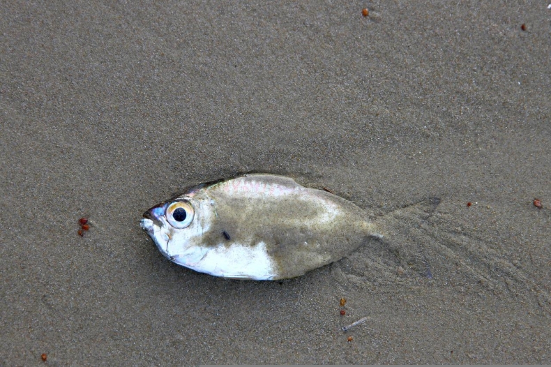 Czechy. Media: kilka tysięcy śniętych ryb w rzece i potoku - GospodarkaMorska.pl