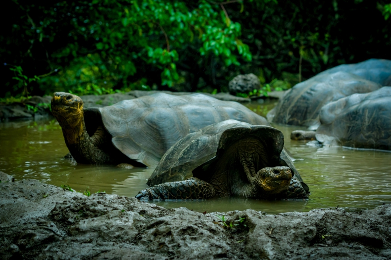 Zabicie żółwi na Galapagos - ruszyło śledztwo - GospodarkaMorska.pl