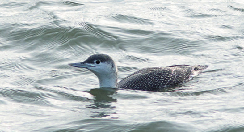 Niemiecka ekspansja offshore bez negatywnego wpływu na ptaki  - GospodarkaMorska.pl