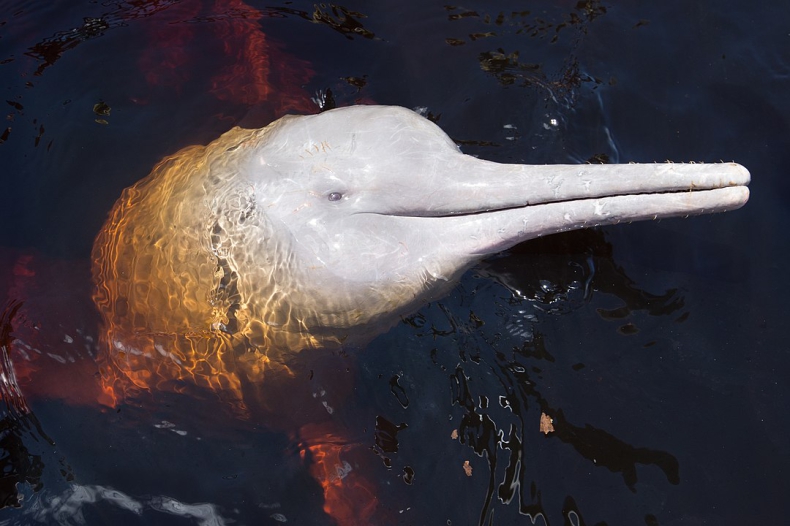 Boliwia. Uratowano zagrożone wyginięciem różowe delfiny - GospodarkaMorska.pl