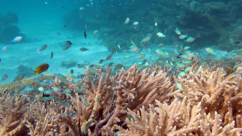 Najcięższa na świecie ryba kostnoszkieletowa - znaleziona u brzegów Azorów - GospodarkaMorska.pl