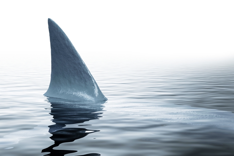 Pasażer wycieczkowca mówi, jak przetrwał niemal 20 godzin w zatoce pełnej rekinów - GospodarkaMorska.pl