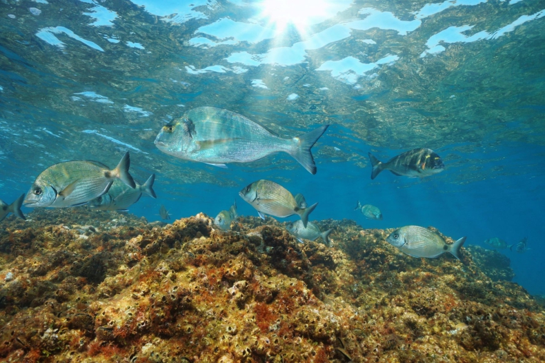 Mniejsze ryby przyszłością cieplejszych głębin oceanów? - GospodarkaMorska.pl