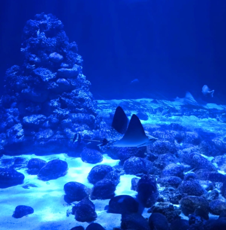 Nowy egzotyczny lokator akwarium w warszawskim zoo - GospodarkaMorska.pl