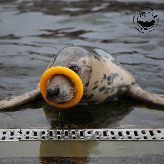 Fokarium rekrutuje wolontariuszy - GospodarkaMorska.pl