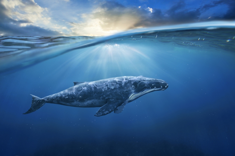 Czy rozwój morskich turbin wiatrowych prowadzi do śmierci wielorybów? - GospodarkaMorska.pl