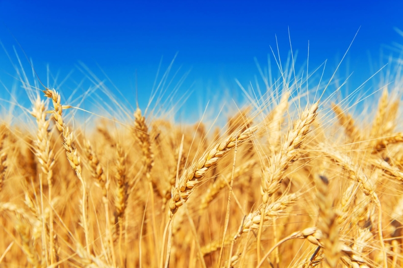 Bezpieczeństwo żywnościowe w skali globalnej uległo znacznemu pogorszeniu - GospodarkaMorska.pl