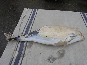 Martwe morświny na polskim brzegu - GospodarkaMorska.pl