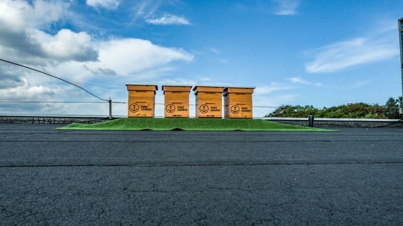 Ule w Porcie Gdańsk. Pierwsze pasieki już na dachu terminala [WIDEO, ZDJĘCIA]-GospodarkaMorska.pl