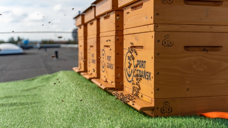 Ule w Porcie Gdańsk. Pierwsze pasieki już na dachu terminala [WIDEO, ZDJĘCIA]-GospodarkaMorska.pl