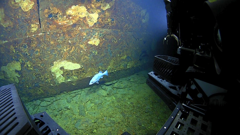 Fot. NOAA Ocean Exploration, Windows to the Deep 2021-GospodarkaMorska.pl