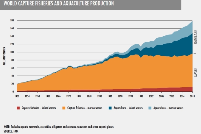 Żaglowcem na ryby. Żaglowce rybackie uzupełnią handlowe. Rynek dla polskich inżynierów i stoczni -GospodarkaMorska.pl