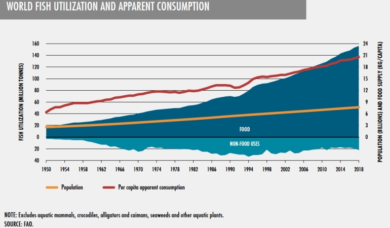 Żaglowcem na ryby. Żaglowce rybackie uzupełnią handlowe. Rynek dla polskich inżynierów i stoczni -GospodarkaMorska.pl