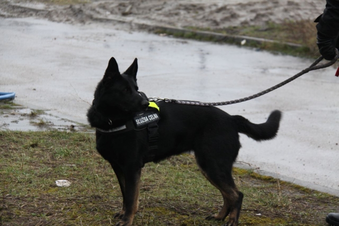 „Cerber”: w Porcie Gdynia ćwiczyły psy służbowe [WIDEO, ZDJĘCIA]-GospodarkaMorska.pl