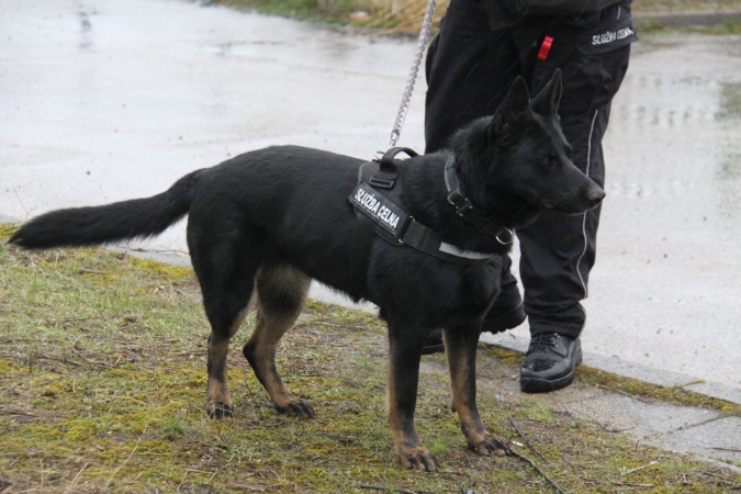 „Cerber”: w Porcie Gdynia ćwiczyły psy służbowe [WIDEO, ZDJĘCIA]-GospodarkaMorska.pl