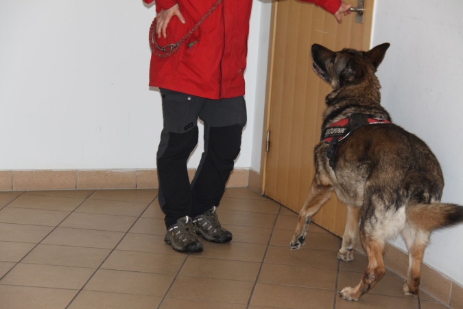 „Cerber”: w Porcie Gdynia ćwiczyły psy służbowe [WIDEO, ZDJĘCIA]-GospodarkaMorska.pl