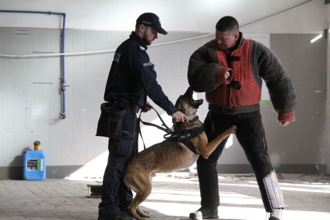 „Cerber”: w Porcie Gdynia ćwiczyły psy służbowe [WIDEO, ZDJĘCIA]-GospodarkaMorska.pl