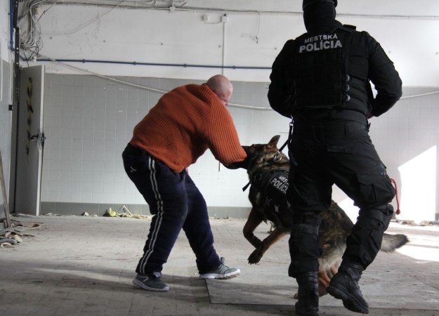 „Cerber”: w Porcie Gdynia ćwiczyły psy służbowe [WIDEO, ZDJĘCIA]-GospodarkaMorska.pl