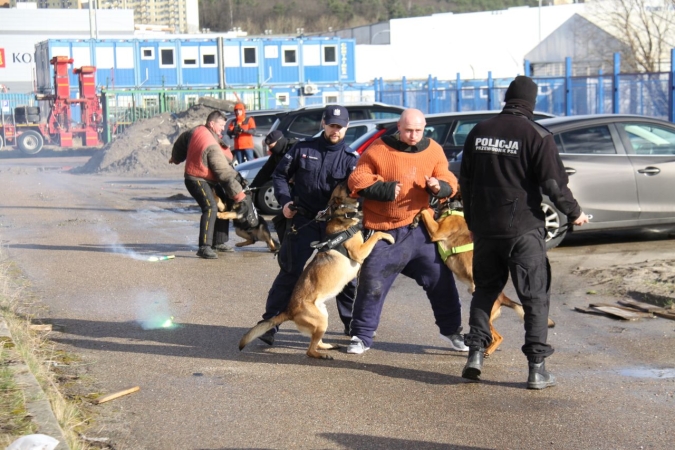 „Cerber”: w Porcie Gdynia ćwiczyły psy służbowe [WIDEO, ZDJĘCIA]-GospodarkaMorska.pl
