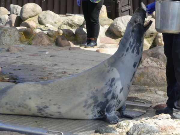 Oceanograf UG. Jaką rolę może pełnić w rozwoju polskiego offshore? [WIDEO]-GospodarkaMorska.pl