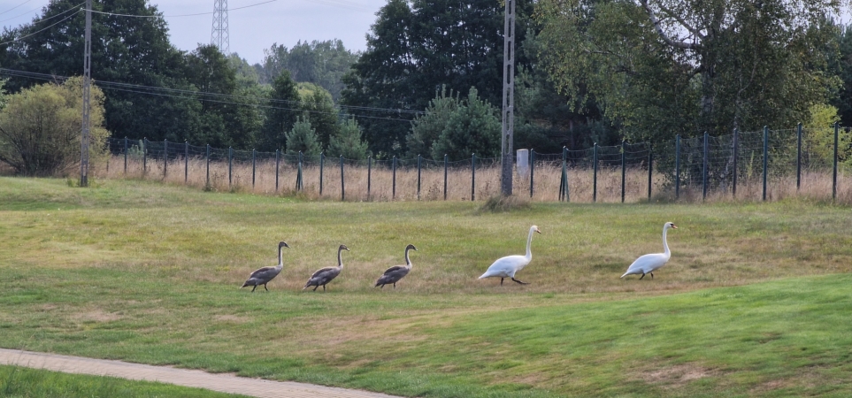 Morska Liga Golfa Postołowo 2022. Sprawdziliśmy, jak przebiega turniej [ZDJĘCIA]-GospodarkaMorska.pl