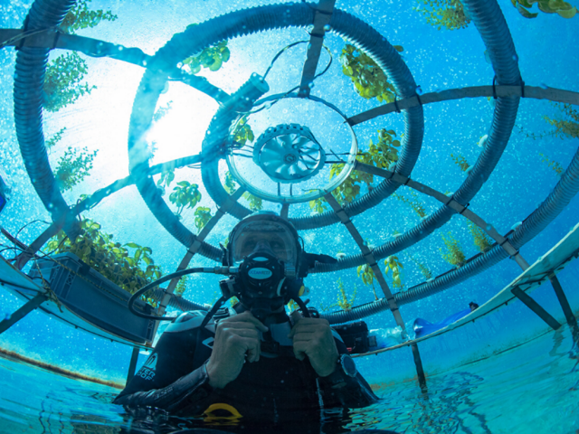 Farma na dnie oceanu. Przełomowa współpraca Nemo’s Garden i Siemensa [ZDJĘCIA]-GospodarkaMorska.pl