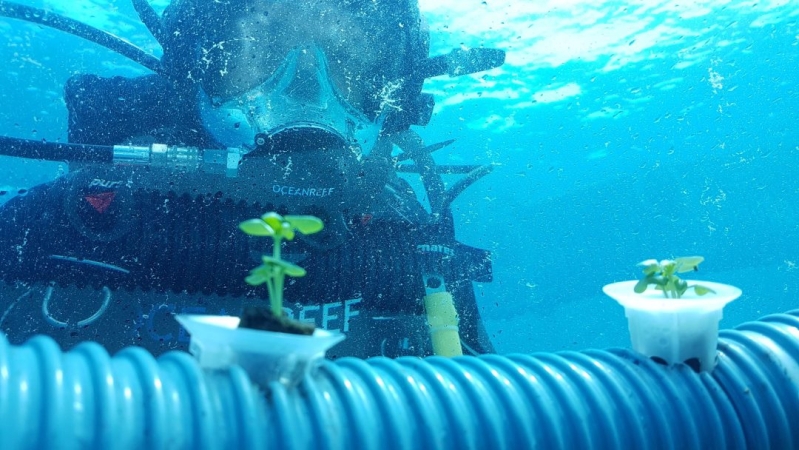 Farma na dnie oceanu. Przełomowa współpraca Nemo’s Garden i Siemensa [ZDJĘCIA]-GospodarkaMorska.pl