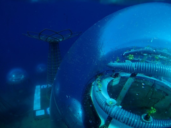 Farma na dnie oceanu. Przełomowa współpraca Nemo’s Garden i Siemensa [ZDJĘCIA]-GospodarkaMorska.pl