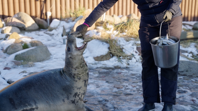 Morski świat oczami foki. O Bałtyku, klimacie i helskim fokarium -GospodarkaMorska.pl