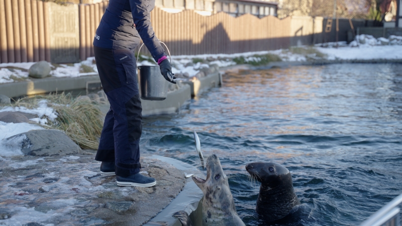 Morski świat oczami foki. O Bałtyku, klimacie i helskim fokarium -GospodarkaMorska.pl