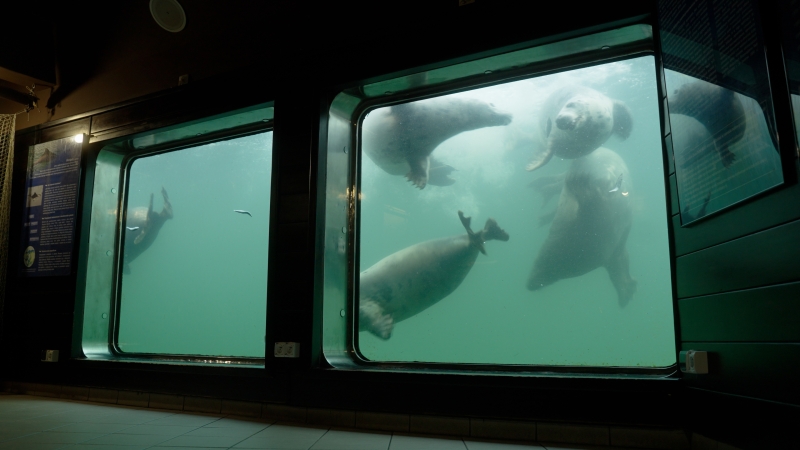 Morski świat oczami foki. O Bałtyku, klimacie i helskim fokarium -GospodarkaMorska.pl