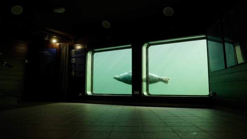 Morski świat oczami foki. O Bałtyku, klimacie i helskim fokarium -GospodarkaMorska.pl