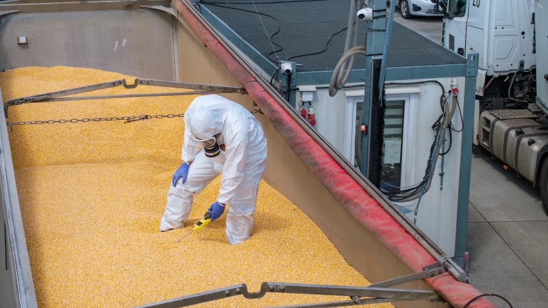 Hamilton ostrzega – uwaga na fumigowane zboże-GospodarkaMorska.pl